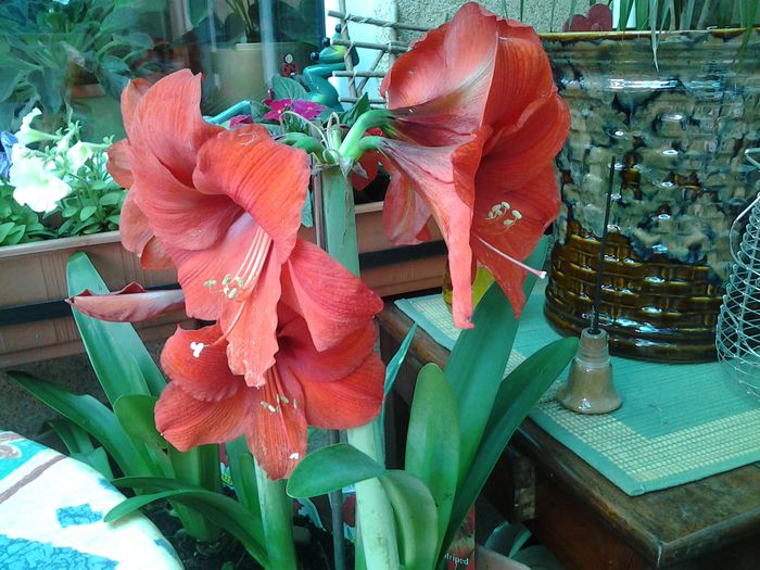 cei mai harnici amarylisi pe care i-am avut vreodata!