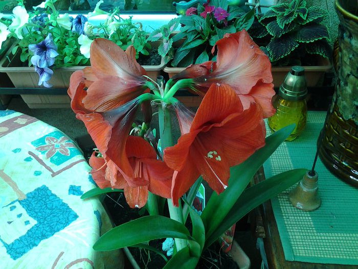 20140506_131145 - 1mai