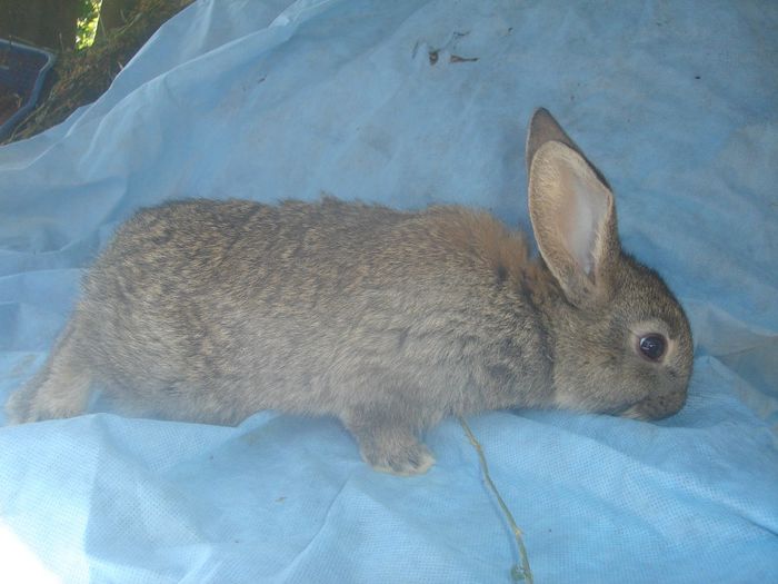 hibrid 3 - De Vanzare oferte