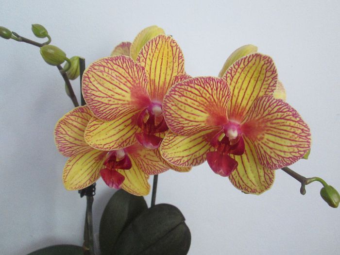 IMG_4410 - Floricelele mele