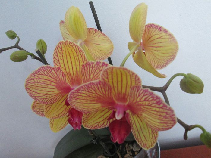 IMG_4411 - Floricelele mele