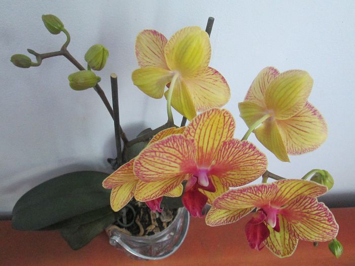 IMG_4412 - Floricelele mele