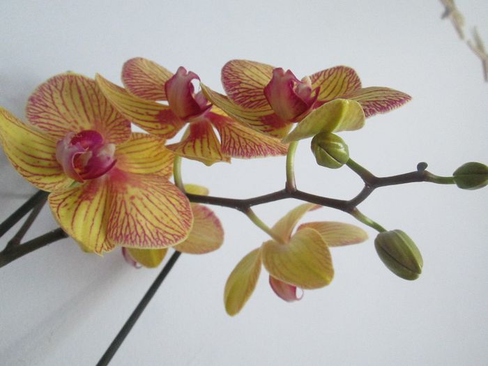 IMG_4421 - Floricelele mele