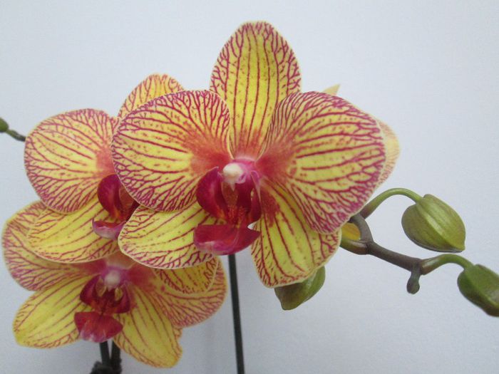 IMG_4426 - Floricelele mele