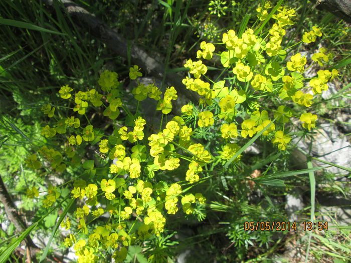 IMG_4591 - Cheile Sohodolului in mai