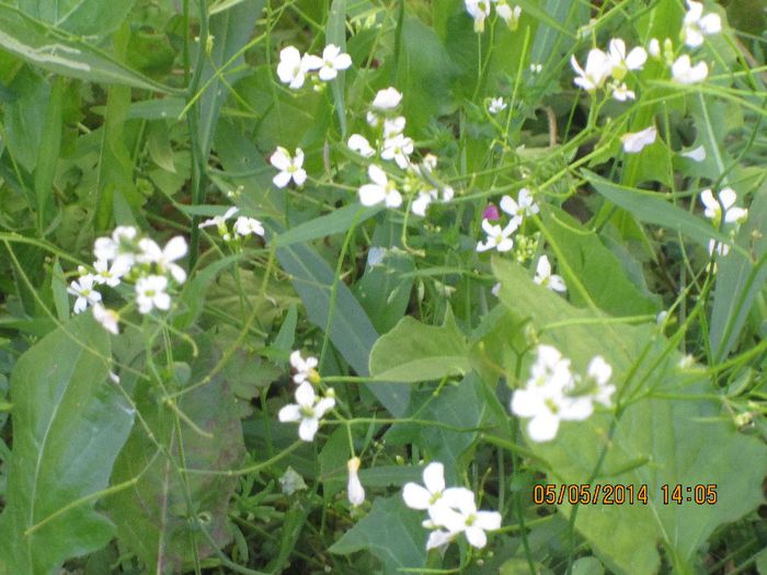 IMG_4642 - Cheile Sohodolului in mai