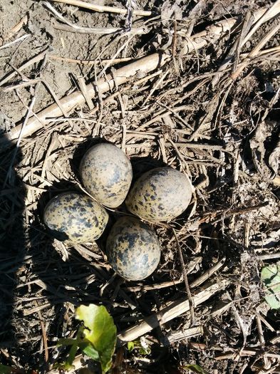 cuib de nagat(vanellus vanellus) - perfectiunea naturii