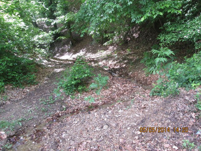 IMG_4676 - Cheile Sohodolului in mai