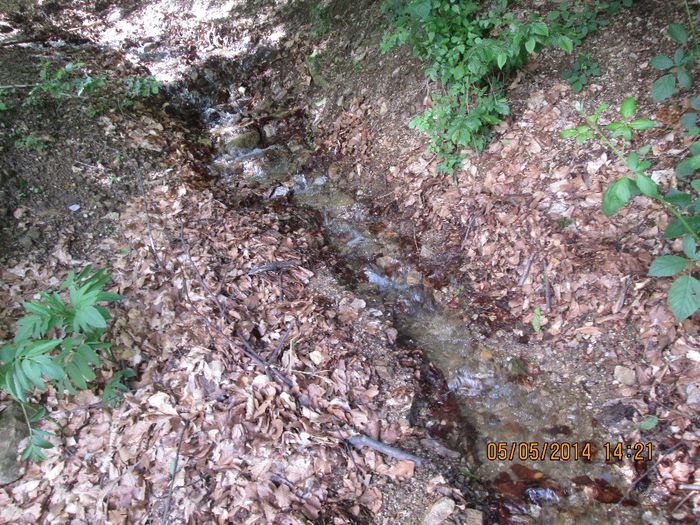 IMG_4678 - Cheile Sohodolului in mai