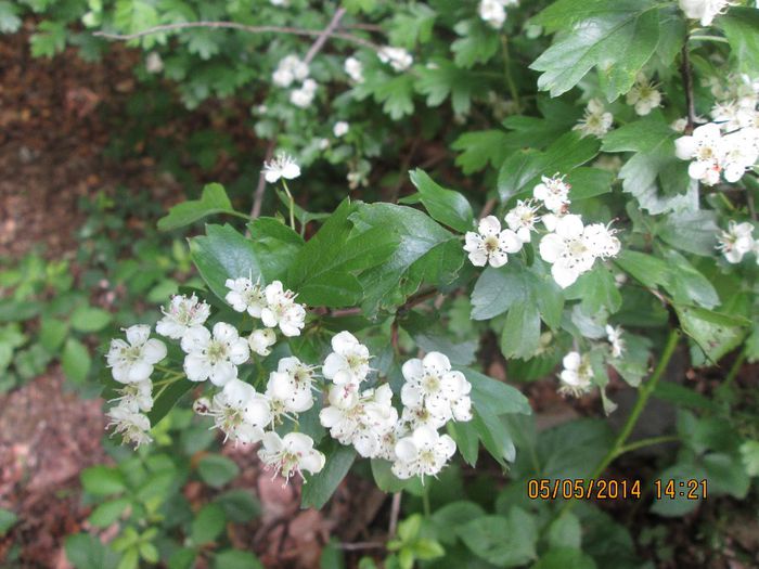 IMG_4679 - Cheile Sohodolului in mai