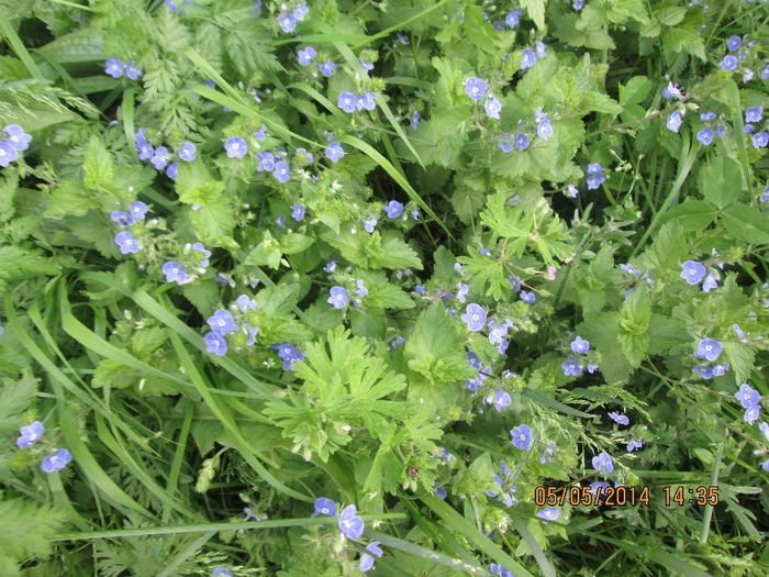 IMG_4708 - Cheile Sohodolului in mai