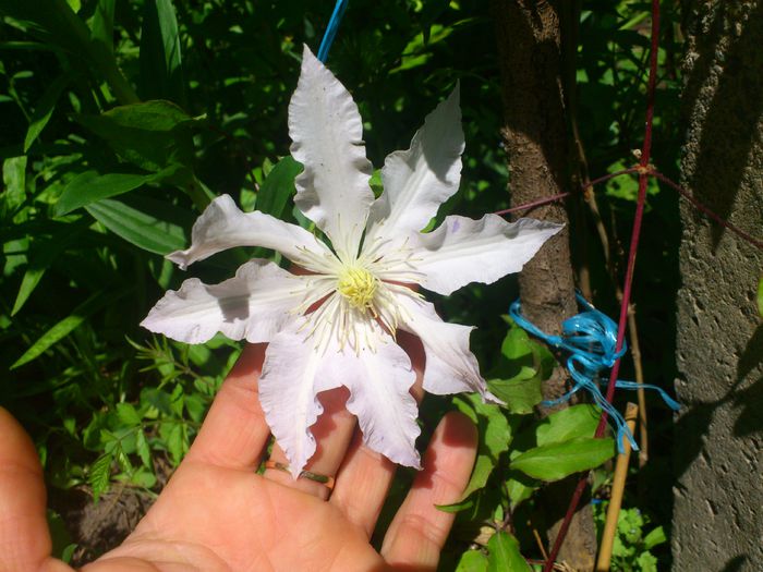 Gladys Picard - Clematis