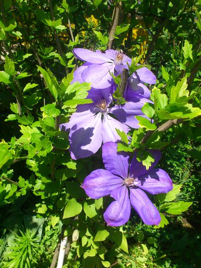 mrs Cholmondeley - Clematis