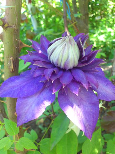 Multi Blue - Clematis