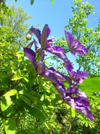 The President - Clematis