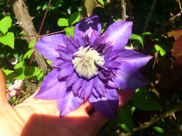 DSC_4758 - Clematis