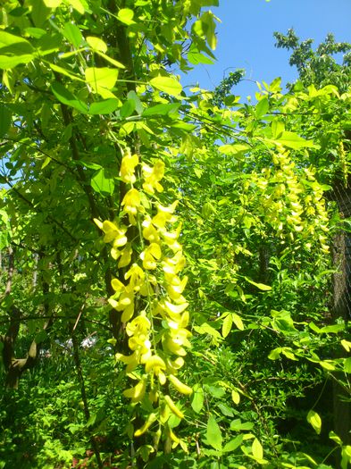 DSC_4729 - PRIMAVARA 2014