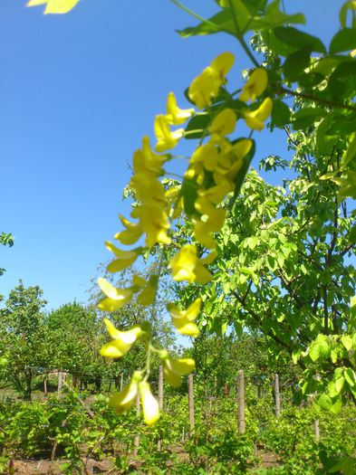 DSC_4730 - PRIMAVARA 2014