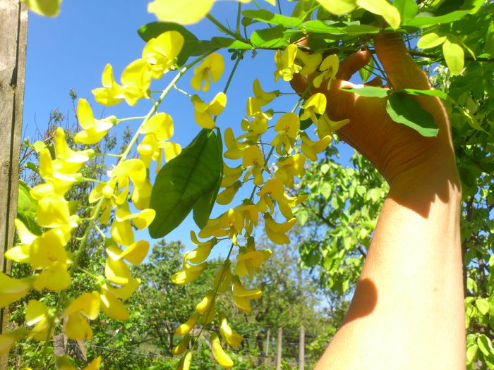 DSC_4731 - PRIMAVARA 2014