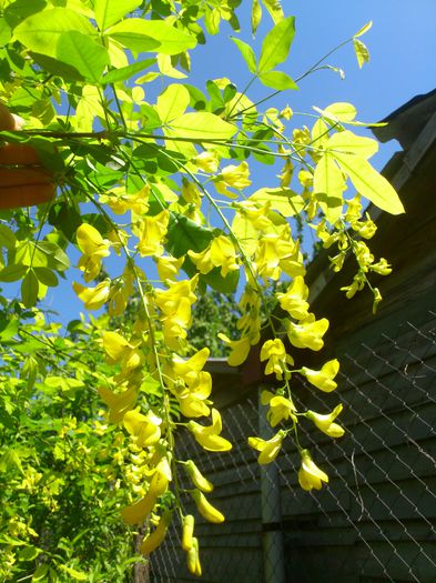 DSC_4733 - PRIMAVARA 2014