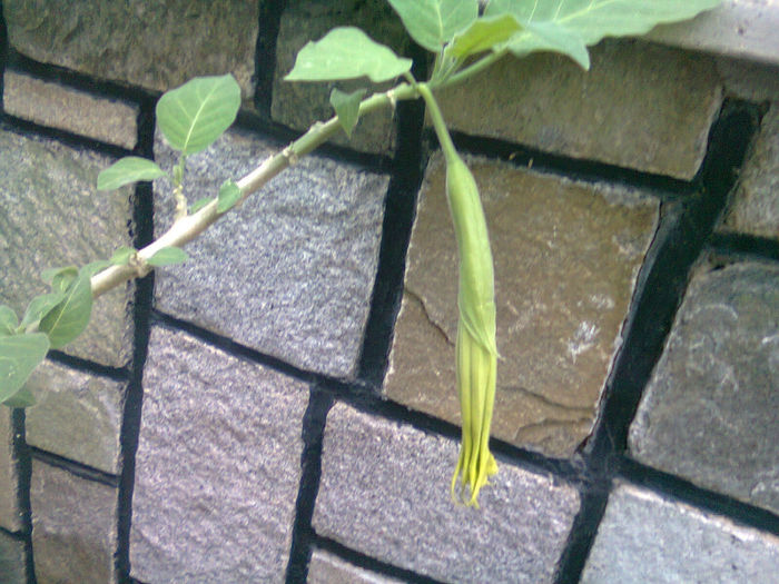 Picture 046 - datura