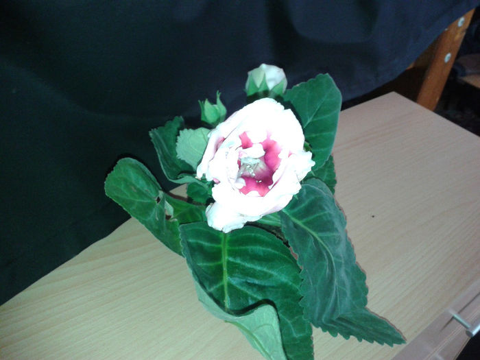 20140506_171132 - gloxinia 2014