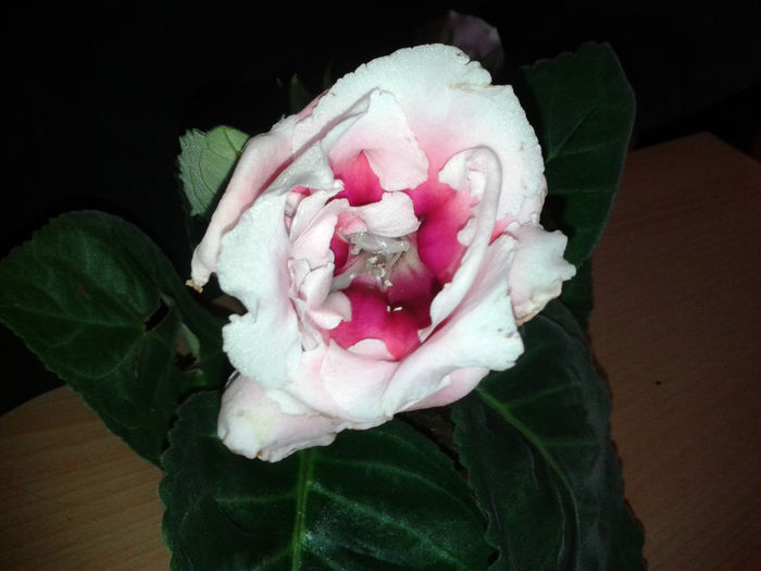 20140506_171138 - gloxinia 2014