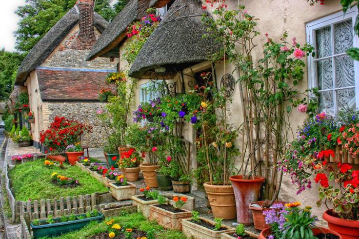 english-cottage-garden-flowers-twmijeob - prin gradinile altora