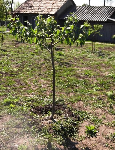 DSCF4057 - TAIERI DE FORMARE COROANA - forming cuts trees branches