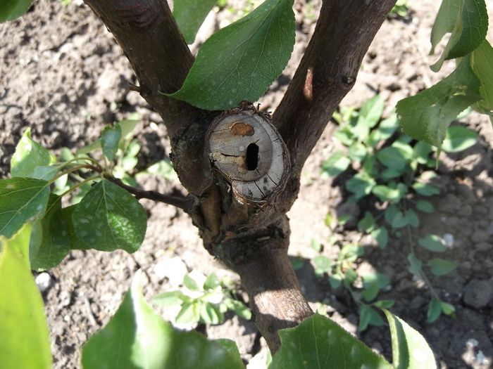 Sfredelitorul ramurilor - Zeuzera pyrina - Probleme pomi - fructe