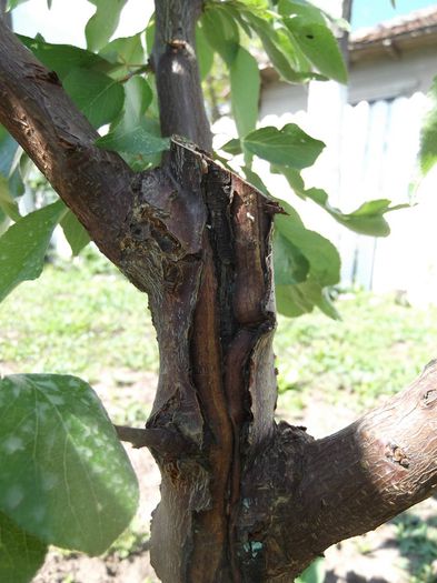 DSCF4059 - Probleme pomi - fructe