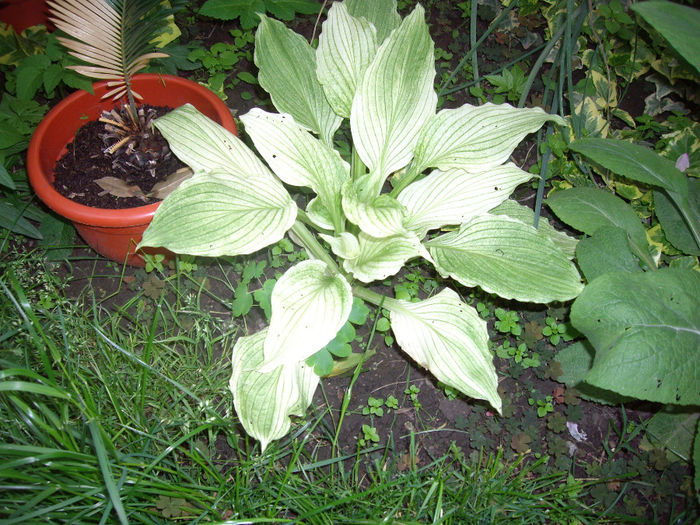 IMGP6170 - hosta- 2014 -2017