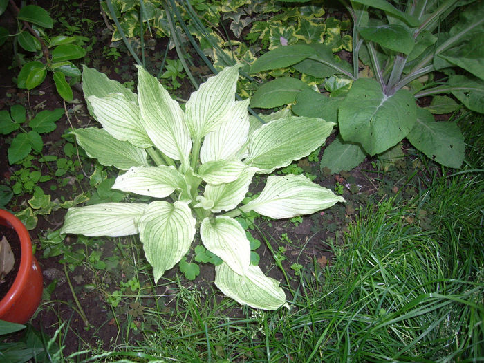 IMGP6171 - hosta- 2014 -2017