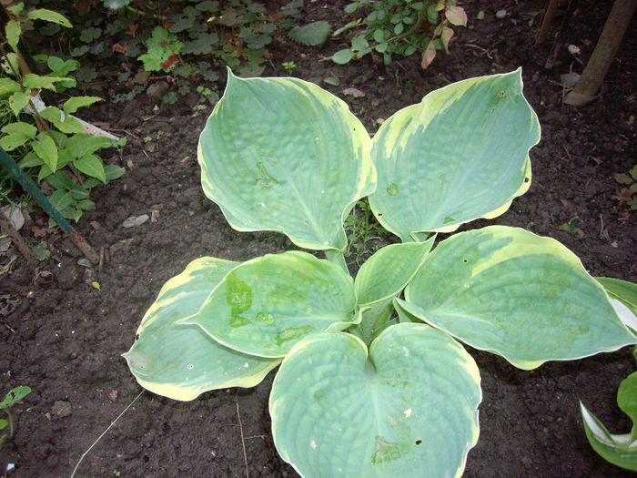 IMGP6173 - hosta- 2014 -2017