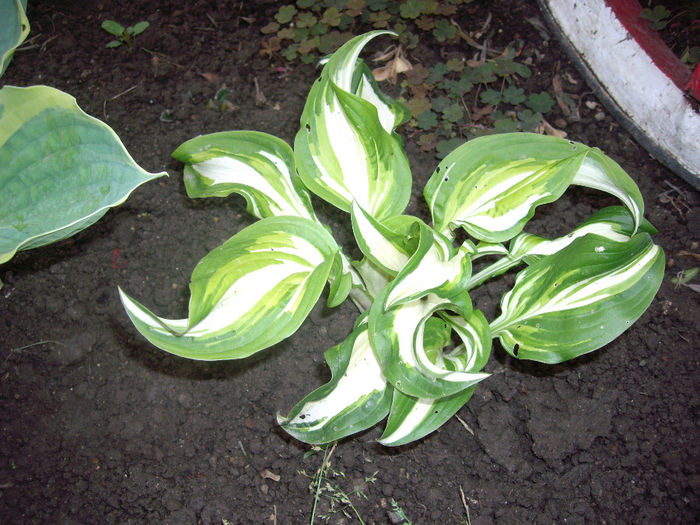 IMGP6175 - hosta- 2014 -2017