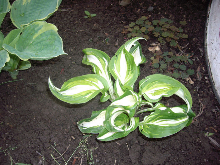 IMGP6176 - hosta- 2014 -2017