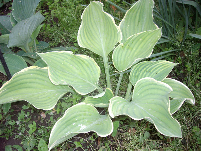 IMGP6177 - hosta- 2014 -2017