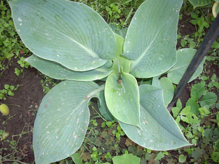 IMGP6179 - hosta- 2014 -2017