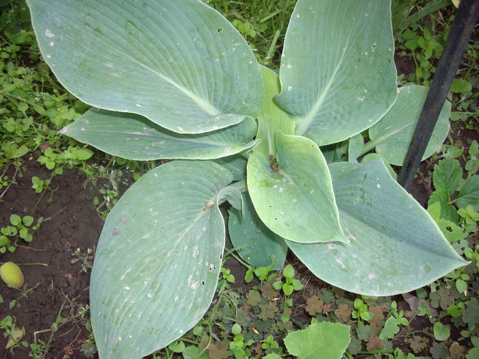 IMGP6180 - hosta- 2014 -2017