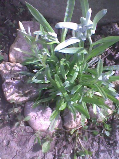 6 mai