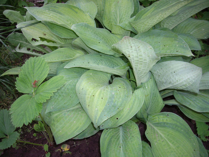 IMGP6181 - hosta- 2014 -2017