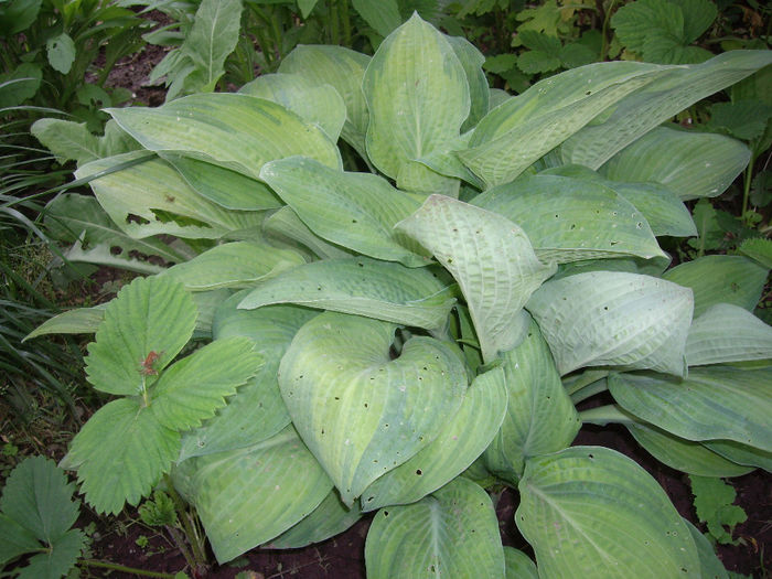 IMGP6182 - hosta- 2014 -2017