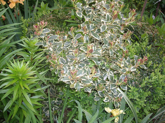 IMGP6147