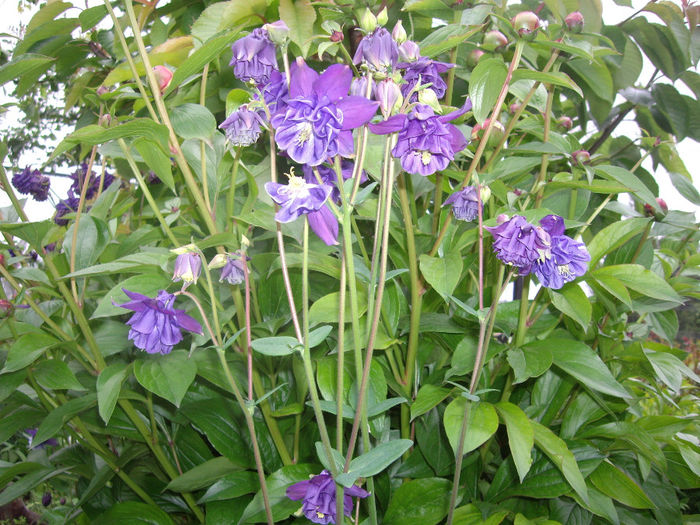 IMGP6154
