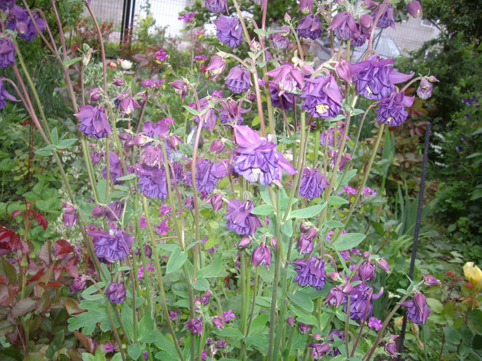 IMGP6156