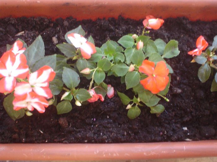 impatiens