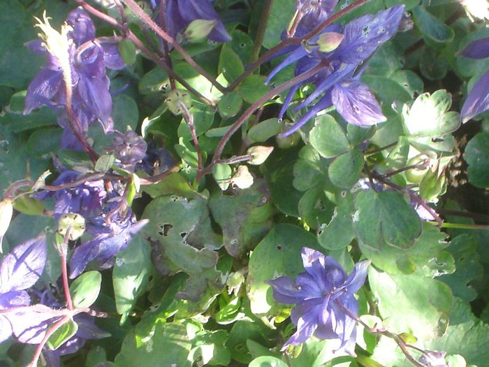 aquilegia