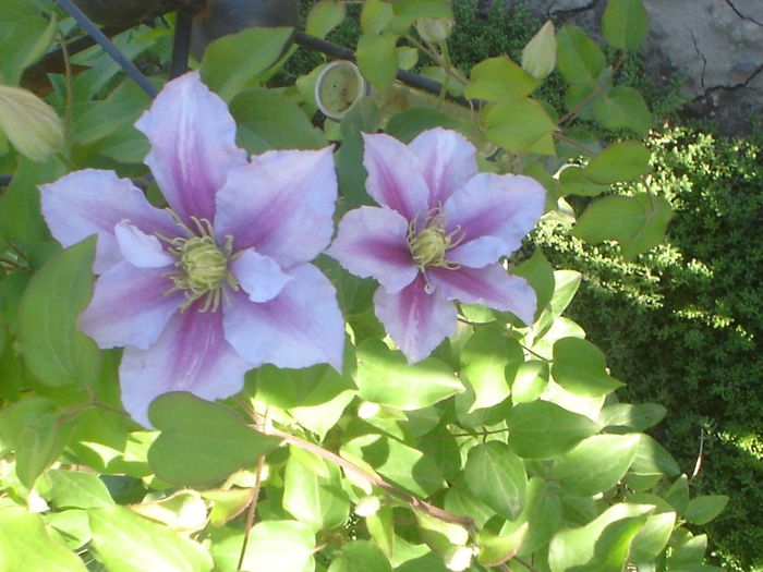 clematis - 05 LUNA MAI 2014