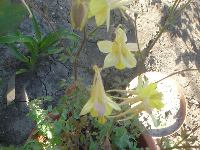 aquilegia