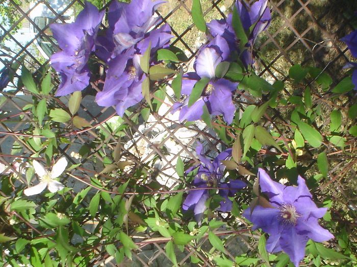 clematis